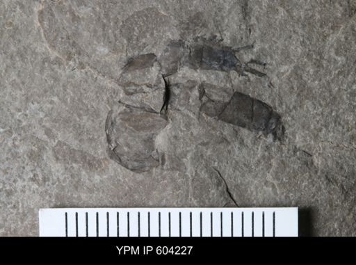Eurypterus lacustris