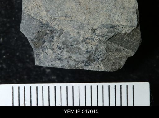 undet. Eurypterida