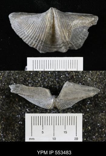 Spirifer audacula