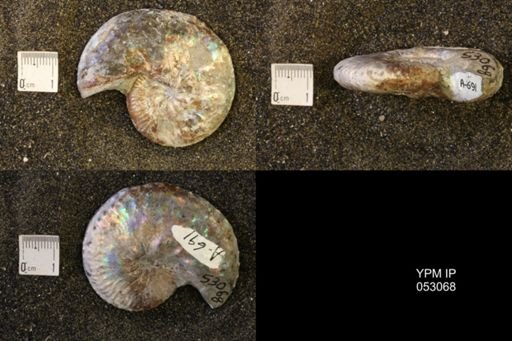 Discoscaphites conradi
