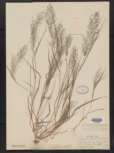 Eragrostis frankii