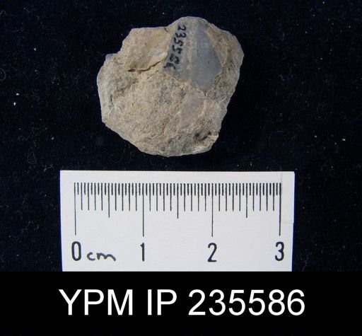 Spirifer mexicanus