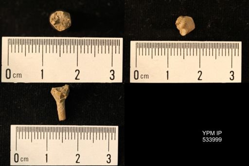 Cryptoschisma sp.
