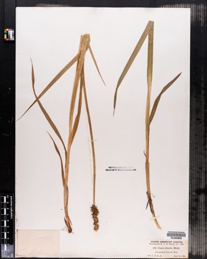 Carex stipata