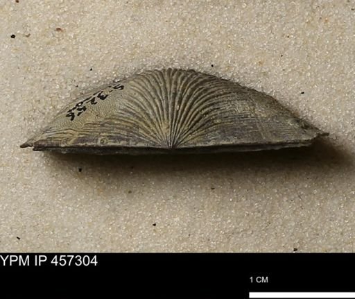 Stropheodonta erratica fissicosta