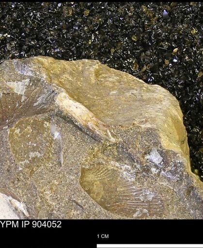 undet. Mollusca