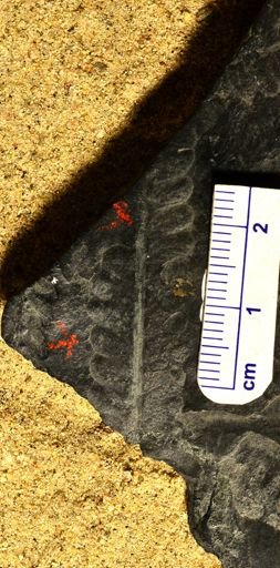 Pecopteris sp.