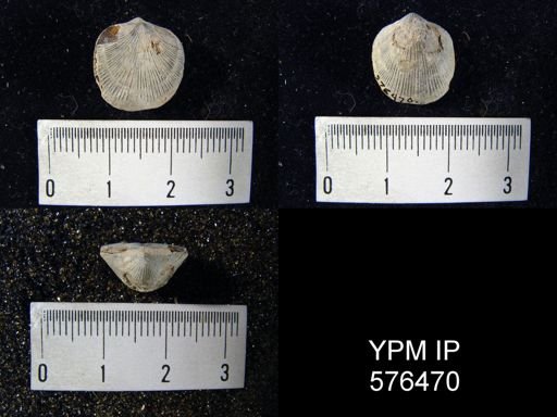 Dalmanella elegantula