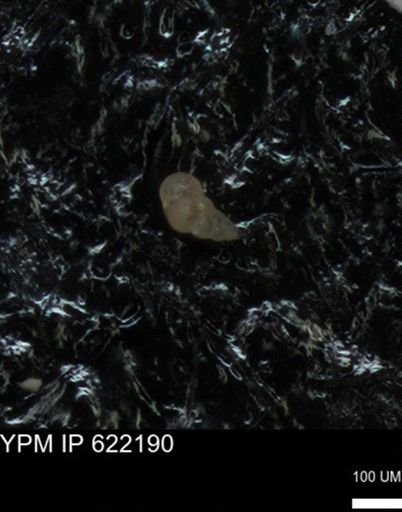 undet. Heterohelicidae