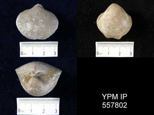 Gypidulina optatus