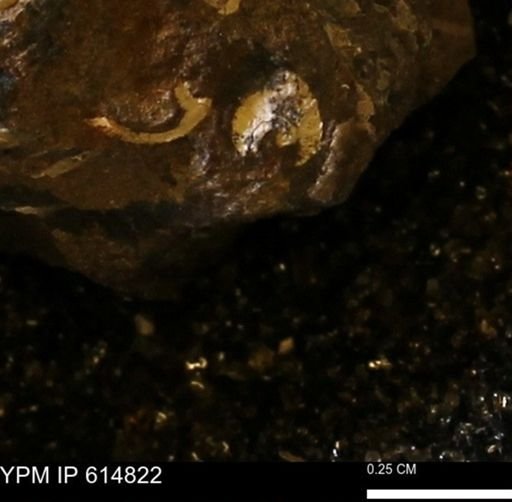 undet. Mollusca