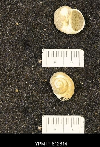 Vanikoropsis sp.