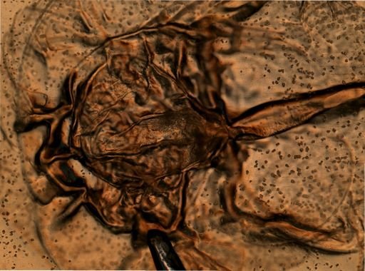 Limulus polyphemus