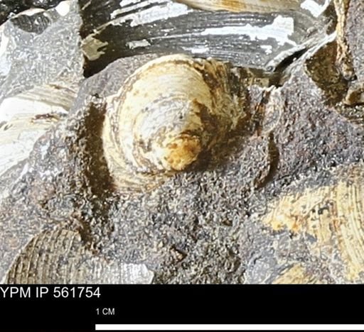 Limopsis sp.