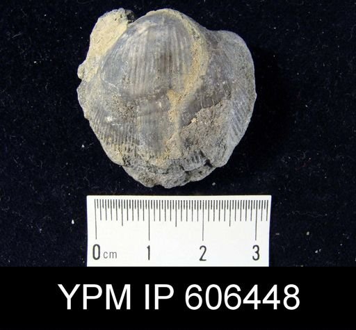 Hebertella sinuata