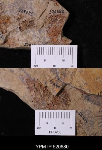 undet. Echinodermata