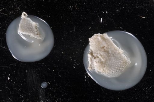 Reptadeonella violacea