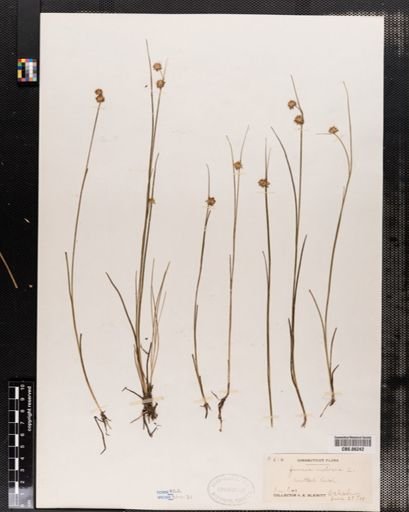 Juncus nodosus