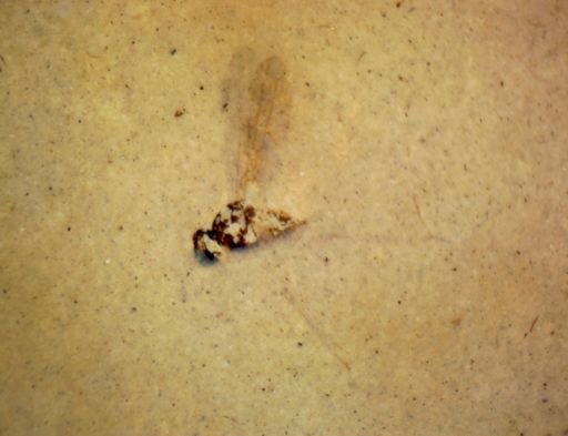 undet. Hexapoda