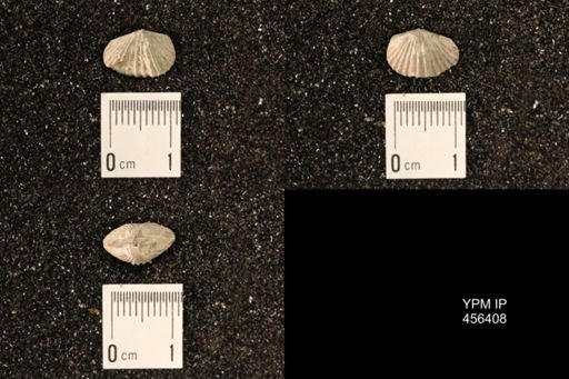 Platystrophia sp.