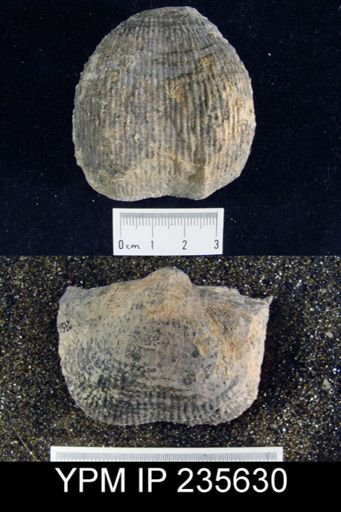 Pustula sp.