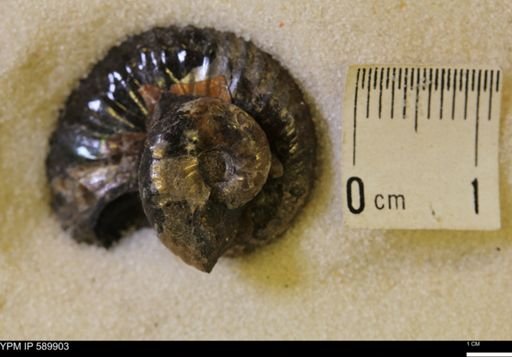 Hoploscaphites comprimus
