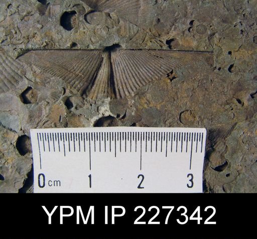 Mucrospirifer sp.