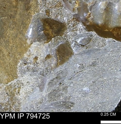 undet. Bivalvia