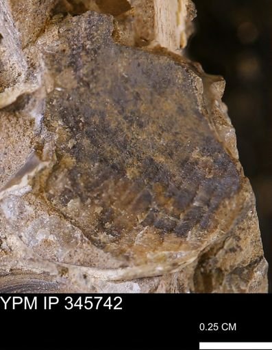 undet. Bivalvia
