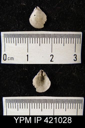 undet. Athyridida