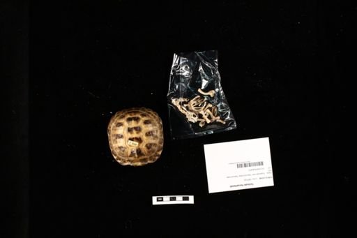 Testudo horsefieldii