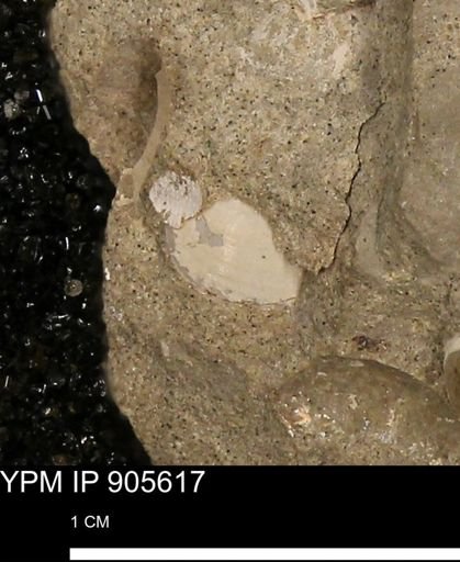 undet. Bivalvia