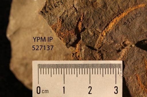 undet. Protasteridae