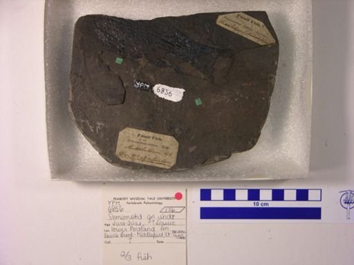 Semionotidae