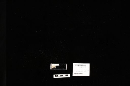 Megophrys nasuta