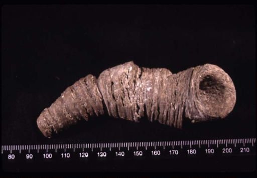 Cystiphyllum conifollis