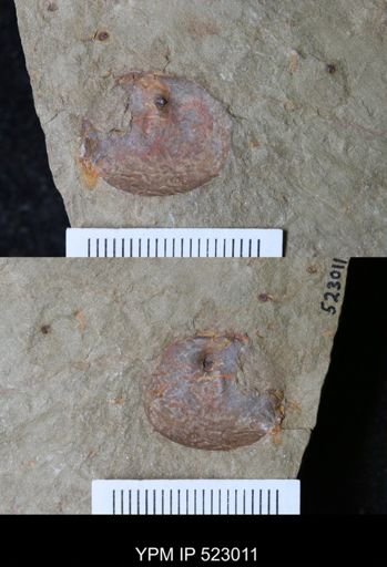 undet. Arthropoda