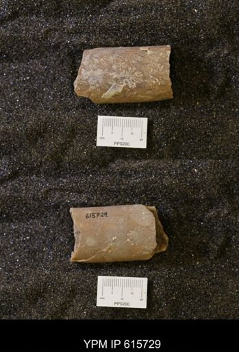 Baculites sp.