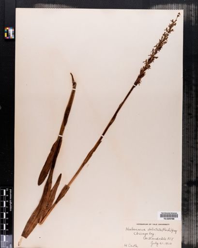 Habenaria