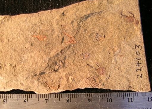 Stephanoura belgica