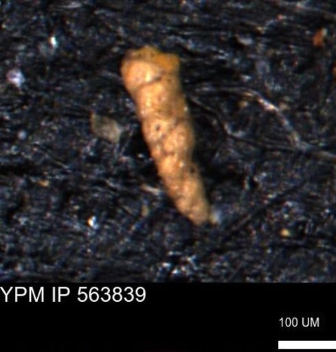 Verneuilinoides kansasensis