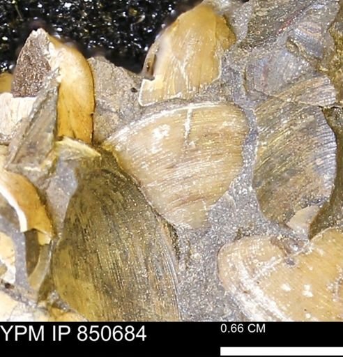 Limopsis striatopunctatus