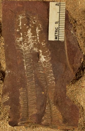 Pecopteris