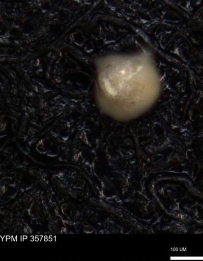 undet. Foraminiferida