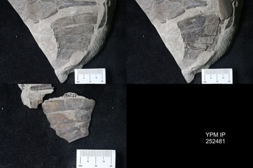 undet. Eurypterida