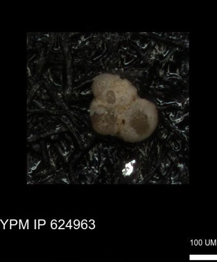 undet. Foraminiferida