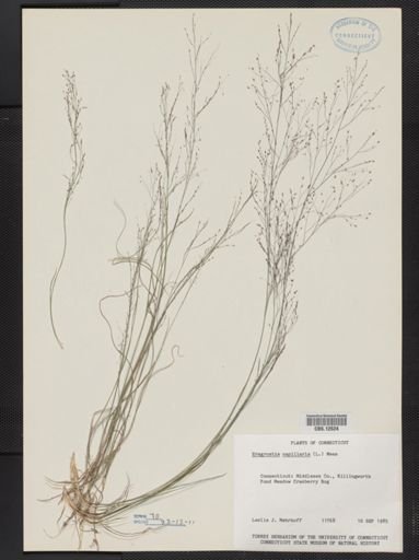 Eragrostis capillaris