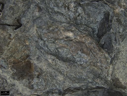 Aplocoma damesii