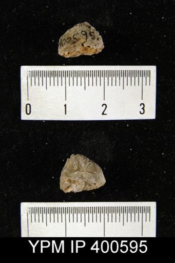 undet. Rhynchonelliformea