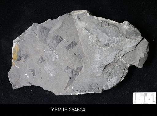 Eurypterida